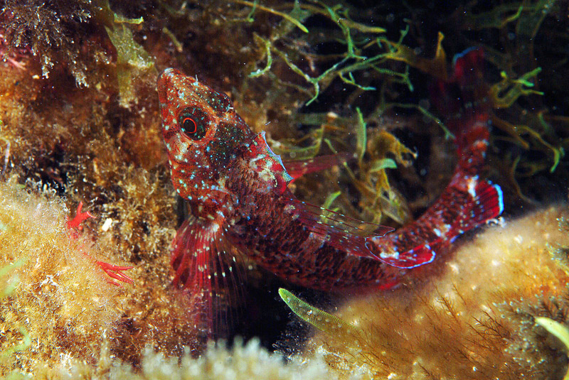 Tripterygion tripteronotus in livrea riproduttiva